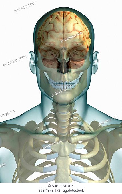 Stylized front view of the bones of the head and neck. The brain is also visible within the head