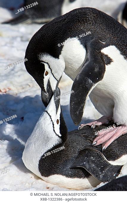 Chinstrap penguin pair Pygoscelis antarctica mating at a breeding colony on Barrentos Island in the Aitcho Island Group in the South Shetland Islands near the...