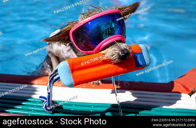 16 September 2023, Bavaria, Augsburg: Yorkshire terrier Rose climbs out of the children's pool of the family pool wearing sunglasses