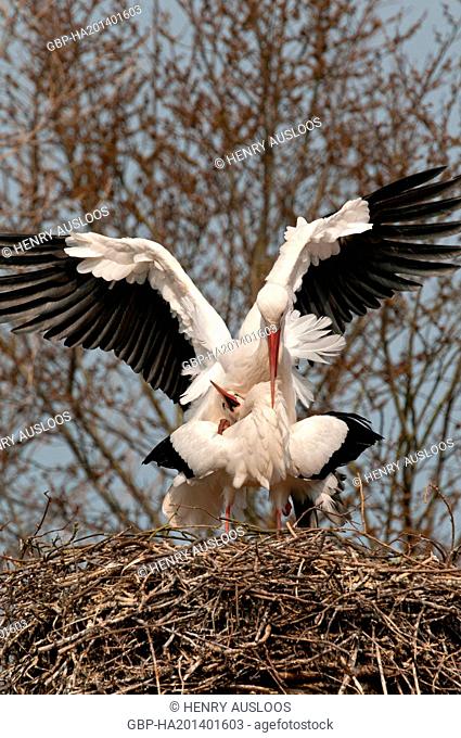 Cigogne blanche - White Stork - Ciconia ciconia - accouplement