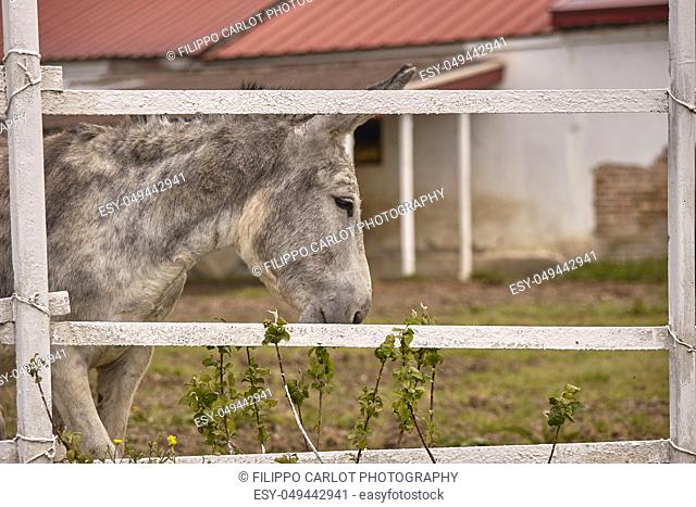 Mule or gray donkey behind the bars of the enclosure in which he is locked up in an outdoor farm