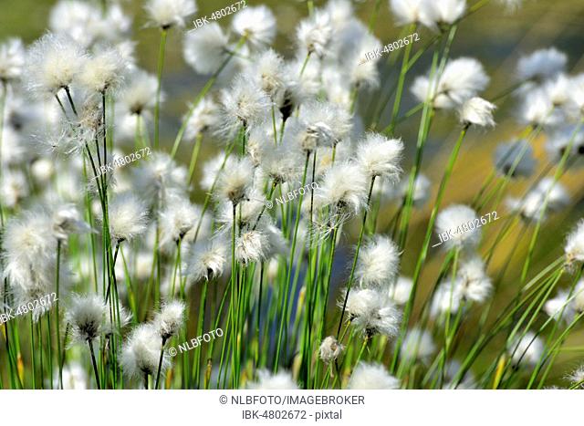 Flowering hare's-tail cottongrass (Eriophorum vaginatum) in moorland, Grundbeckenmoor Nicklheim, alpine foothills, Bavaria Germany
