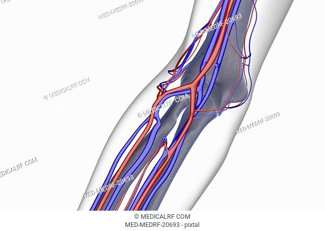 The blood supply of the elbow