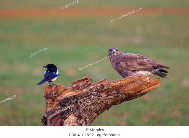 Europe, Spain, Castile, Penalajo, Common Buzzard (Buteo buteo) perched on a stump, with magpies