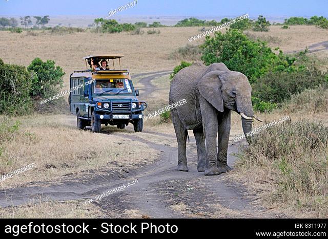 African elephant (Loxodonta africana), old female, lead cow in the landscape of the Masai Mara, in the background tourists in a safari vehicle, Kenya, Africa