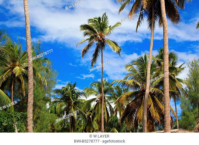 coconut palm Cocos nucifera, Tanzania, Sansibar