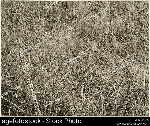 Grass - 1933 - Alfred Stieglitz American, 1864-1946 - Artist: Alfred Stieglitz, Origin: United States, Date: 1933, Medium: Gelatin silver print, Dimensions: 14