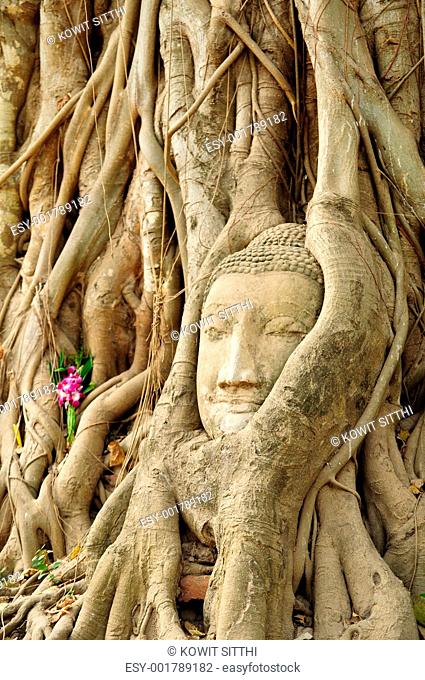 the head of the sandstone buddha image in roots of bodhi tree, A