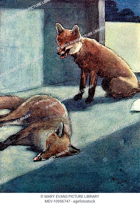 Illustration, White-Ear discovers a dead fox in the coach house