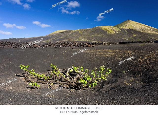 Wine-growing, dryland agriculture on lava, volcanic landscape at La Geria, Lanzarote, Canary Islands, Spain, Europe
