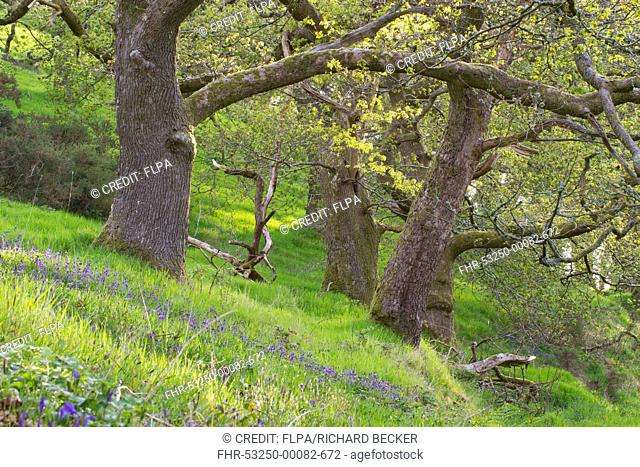 Sessile Oak (Quercus petraea) woodland habitat, with Common Bluebell (Hyacinthoides non-scripta) flowering mass, Powys, Wales, May
