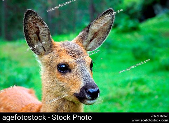 Beautiful animal, male of Mountain Nyala in natural habitat, Stock Photo,  Picture And Low Budget Royalty Free Image. Pic. ESY-054464536 | agefotostock