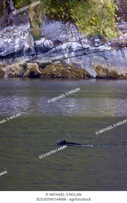 An adult black bear Ursus americanus swimming then climbing a steep cliff in Kynoch Inlet in Fjordland Provincial Park, British Columbia