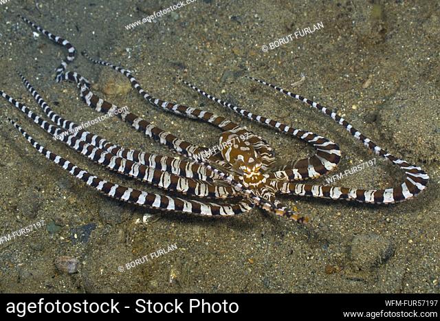 Wunderpus Octopus, Wunderpus photogenicus, Ambon, Indonesia
