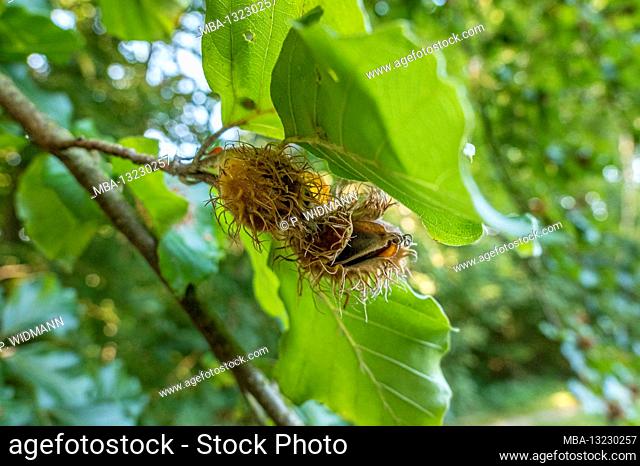 Beech nuts in the pod, beech (Fagus sylvatica), Bavaria, Germany Europe