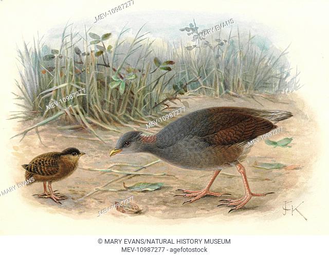Polynesian Megapode, Megapodius pritchardi (young and adult). Artwork by JG Keulemans from Sir Walter Lawry Buller's 'A History of the Birds of New Zealand'