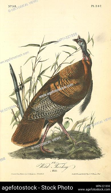 Wild Turkey. Male. Audubon, John James, 1785-1851 (Artist). The birds of America, from drawings made in the United States and their territories