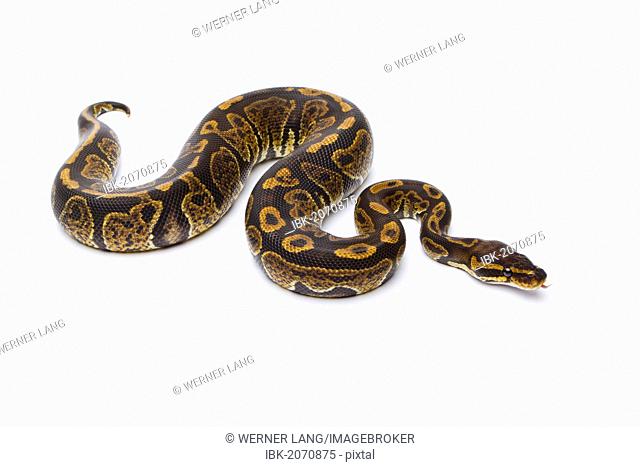 Royal Python (Python regius), Super Granite, male, Markus Theimer reptile breeding, Austria