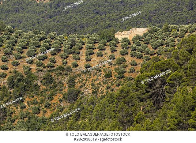 Olive grove, Hornos, parque natural sierras de Cazorla, Segura y Las Villas, Jaen, Andalucia, Spain