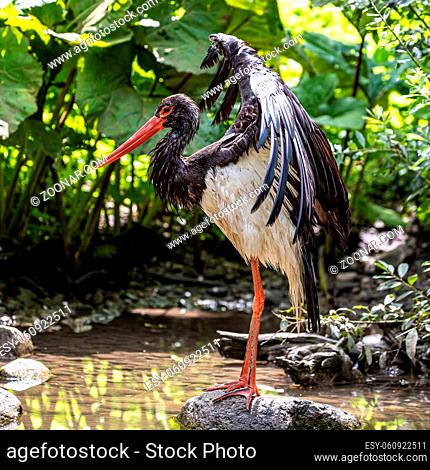 The Black stork, Ciconia nigra is a large bird in the stork family Ciconiidae