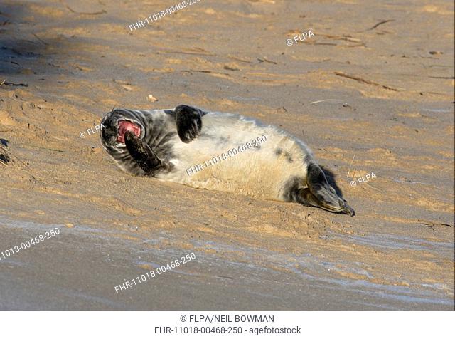 Grey Seal Halichoerus grypus pup, after first moult, yawning, basking on sandy beach, Horsey, Norfolk, England, december