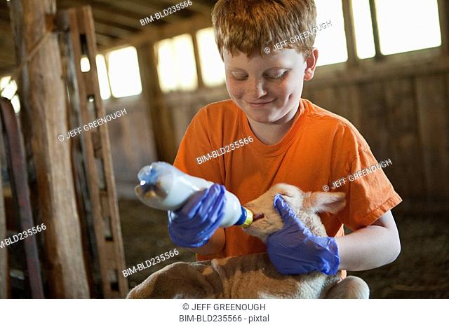 Smiling Caucasian boy feeding bottle to lamb