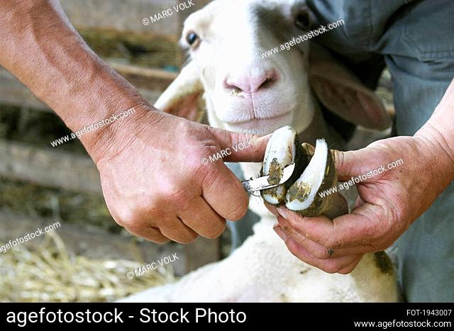 Close up farmer cleaning hoof of goat