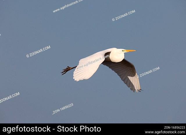 great egret (Ardea alba) Federsee, Baden-Wuerttemberg