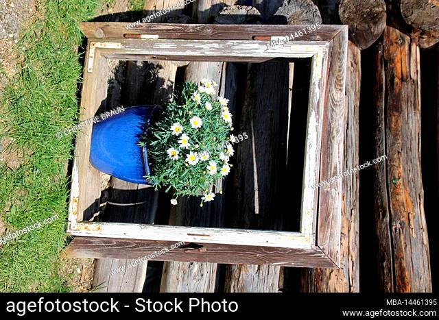 daisies, daisy stick, flowers, window frame, planter blue, decoration, wooden wall, Germany, Bavaria, Upper Bavaria, Graseck
