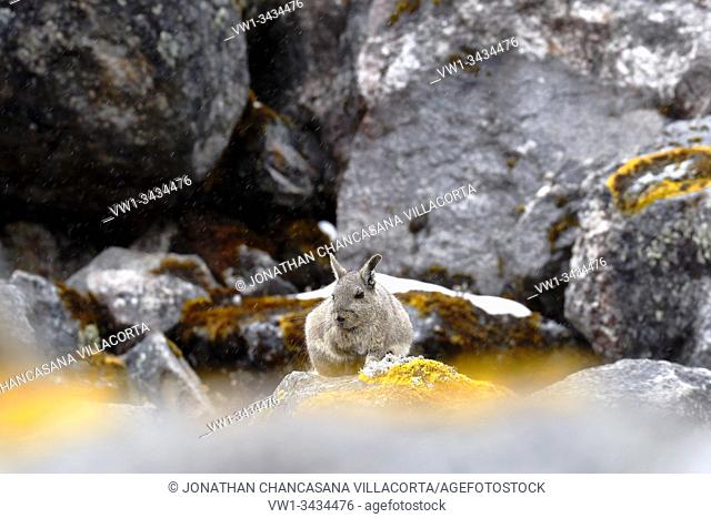 Vizcacha peruana (Lagidium Peruanum) perched on the rocks of their natural environment. Huancayo - Perú