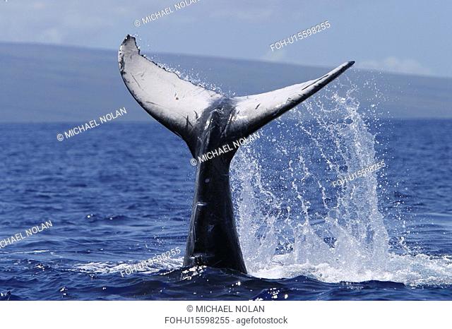 Humpback Whale Megaptera novaeangliae Tail-lobbing Auau Channel, Maui, Hawaii, North America