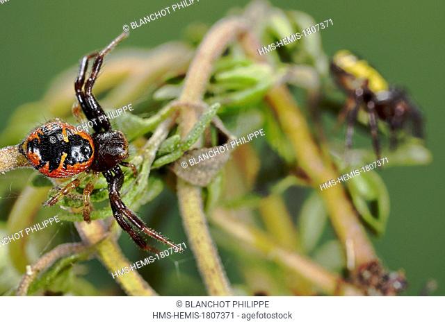 Portugal, Algarve, Araneae, Thomisidae, Crab spider (Synema globosum), red and yellow form