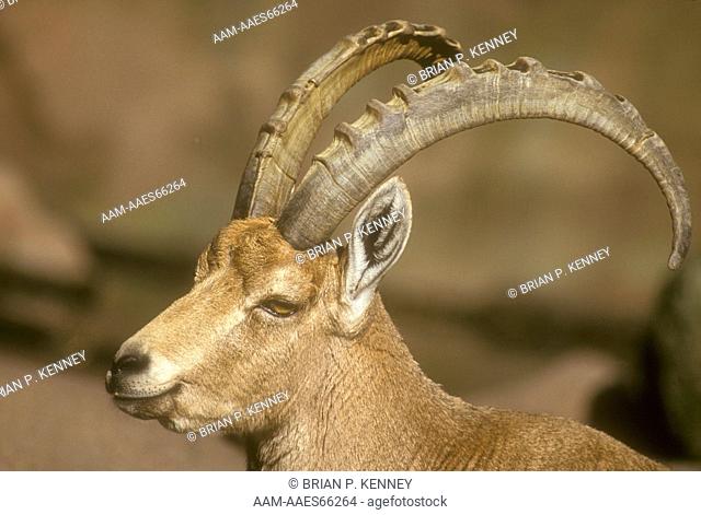 Nubian Ibex (Capra nubiana, aka: Capra ibex nubiana) Middle East, Endangered (IUCN)