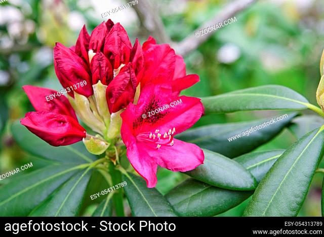 Closeup photo of a beautiful pink Rhododendron