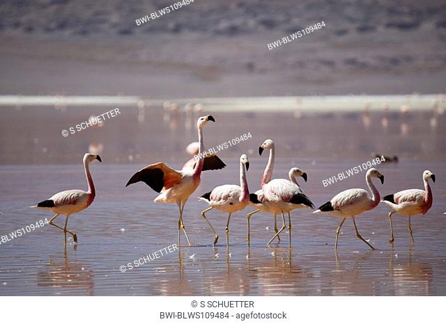 Andean flamingo Phoenicoparrus andinus, ¯n Laguna Colorada, Bolivia