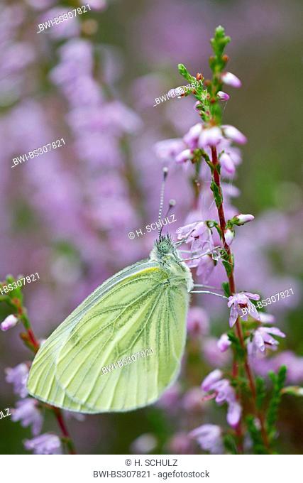 Green-veined white, Green veined white (Pieris napi, Artogeia napi), sucking nectar at the flowers of heath, Calluna vulgaris, Germany, Schleswig-Holstein