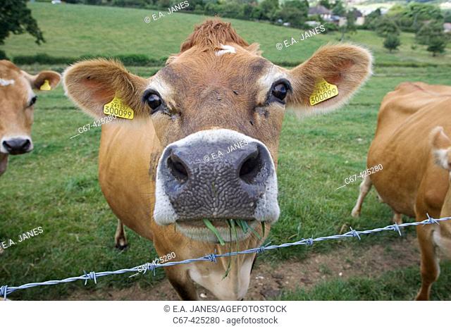 Close Up Photograph Of A Baby Brown Jersey Calf Or Cow Nose And Snout As It  Reaches Its Head Over A Wooden Pen Stock Photo - Download Image Now - iStock