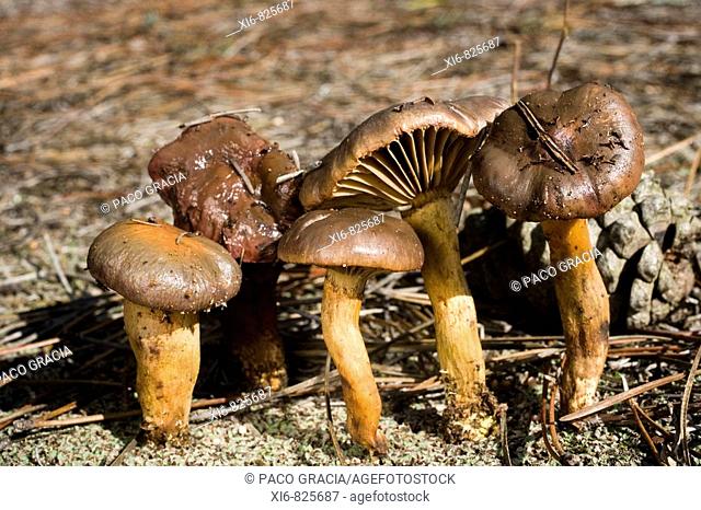 Mushrooms (Gomphidius fulmineus). Motilla del Palancar, Cuenca, Spain