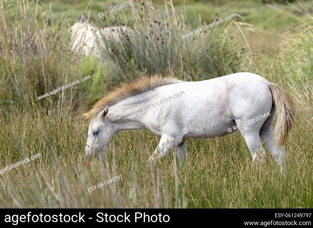 White wild horses, Parc Naturel regional de Camargue, Provence, France