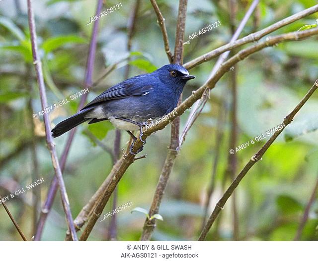 Sholicola (Myiomela) albiventris (White-bellied Blue Robin)