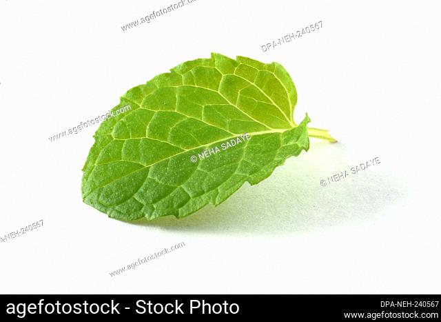 Single mint leaf isolated on white background