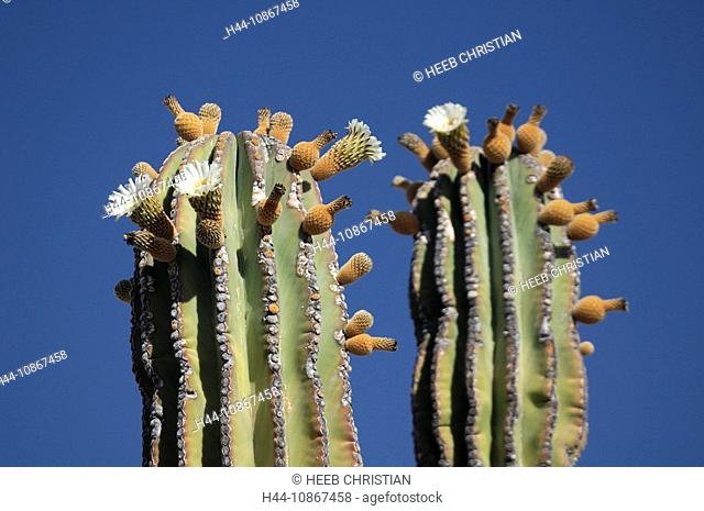 Flowers, Cardon cactus, Pachycereus pringlei, La Ventana Bay, Sea of Cortez, El Sargento, near La Paz, Baja California Sur, Mexico, North America, America