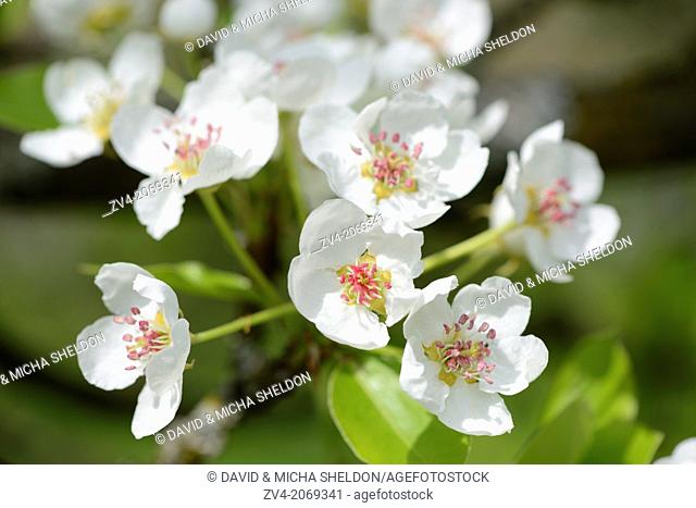 Close-up of pear tree blossoms in spring, Upper palatinate, Bavaria, Germany