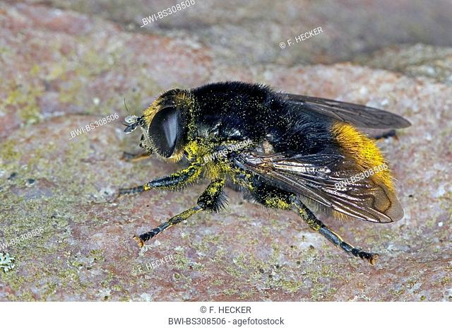 large narcissus fly, large bulb fly (Merodon equestris), sitting on lichened rock, Germany