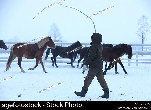 RUSSIA, SALEKHARD - NOVEMBER 22, 2023: Farmer Simon Vasilyev owns the Priobskaya Loshad [Priob Horse] agricultural cooperative and raises horses of the...