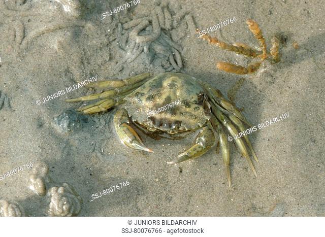 DEU, 2002: Green Shore Crab, Green Crab, North Atlantic Shore Crab (Carcinus maenas) on mud-flats