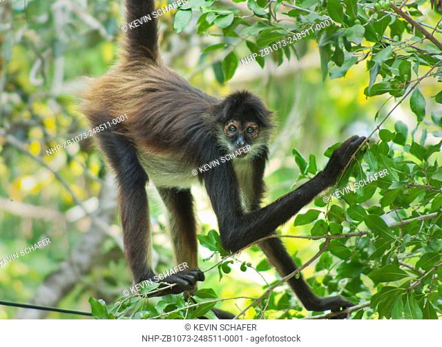 Yucatan Spider Monkey (Ateles geoffroyi yucatanensis), Wild, Yucatan Peninsula, MEXICO - ENDANGERED
