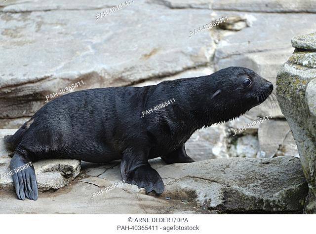 The two brown fur seal baby Emil explores his enclosure at the zoo in Frankfurt, Germany, 20 June 2013. Bella gave birth to Emil on 23 May 2013 and Nelly on 24...