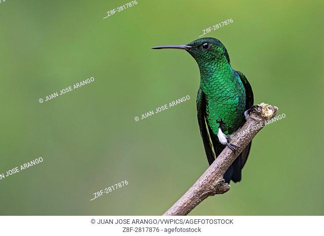 Steely-vented Hummingbird (Amazilia saucerrottei), Cali, Valle del Cauca