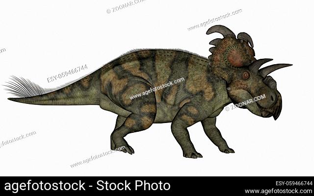 Albertaceratops dinosaur walking isolated in white background - 3D render